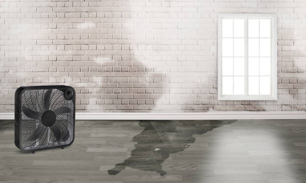 Carpet water damage restoration in Lake Darby, OH